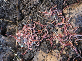 compost Californian red worms in vermicompost