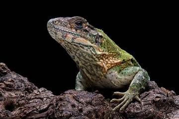 spiny tailed iguana isolated on black background, animals close-up