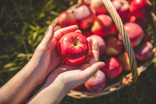 Top view of girl's hands holding red ripe apple on background of wicker basket full of apples outdoors in sunny day. Picking fruits in the garden