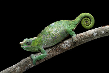 fischer chameleon walking on branch, female fischer chameleon isolated on black background, animals close-up - obrazy, fototapety, plakaty