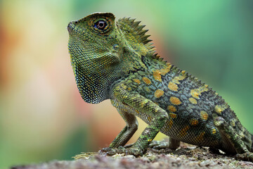 Forest dragon lizard on wood, beautiful spike and skin lizard, animals close-up