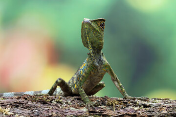 Forest dragon lizard on wood, beautiful spike and skin lizard, animals close-up