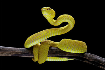 Yellow White-lipped Pit Viper on branch (Trimeresurus insularis), yellow viper snake low angle on black background