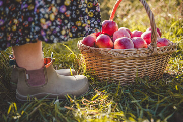 Girl's legs in wellington boots standing next to wicker basket full of red ripe apples on green grass in sunny day. Picking apples in the garden