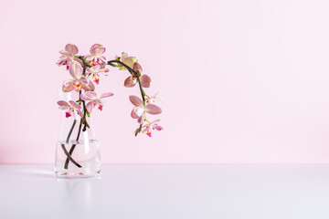 Beautiful flowers composition. Bouquet pink orchids in vase on table. Pink phalaenopsis orchid flower on pastel pink background. Concept Valentines Day, Happy Women's Day, March 8. 