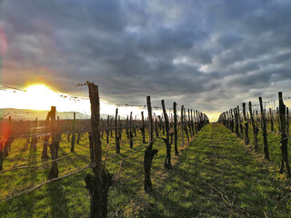 Obraz premium Sundown in vineyard during winter