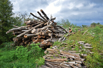 Chopped logs overgrown by vegetation