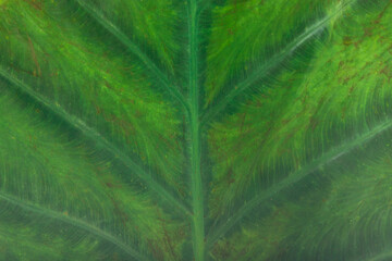 A close up macro image of a bright green large giant elephant ear plant leaf