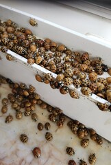 Harlequin asian ladybugs on window