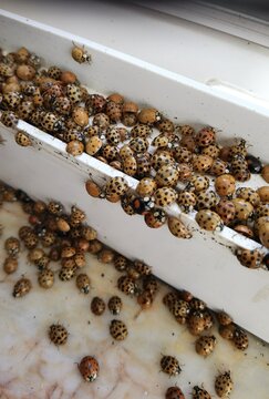 Harlequin asian ladybugs on window