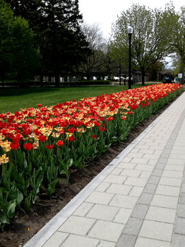 photo de tulipes dans un parc