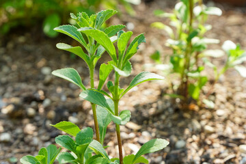 Stevia plant in herb garden