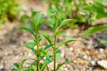 Stevia plant in herb garden