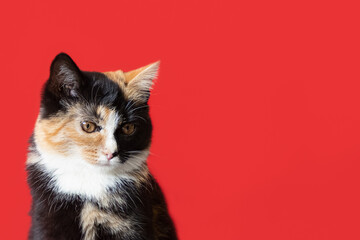 Cute kitten on a red background. Holidays and events. Copy space. Pets