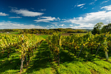 Fototapeta na wymiar Autumn view of the Jeker valley in Maastricht with an beautiful cloudscape with fluffy clouds of a rolling hill landscape with vineyards of the Apostelhoeve in the South of the Netherlands 