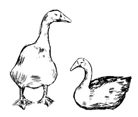 Geese poultry sketches. Farm animals set in vintage engraving style. Hand drawn vector illustration. Outline clip arts isolated on white background.