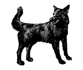 Monochrome sketch of dog. Cute pet animal hand drawn vector illustration. Graphic picture isolated on white. Clip art in vintage engraving style.