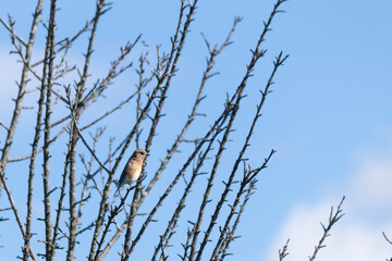 Cute little bluebird perched in peach tree looking out for danger. I thought this little guy was cute in the tree branches. The tree just lost all it's leaves for the season due to Fall coming.