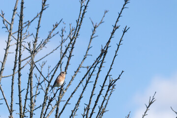 Cute little bluebird perched in peach tree looking out for danger. I thought this little guy was cute in the tree branches. The tree just lost all it's leaves for the season due to Fall coming.