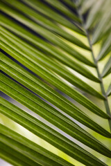 closeup of majesty palm