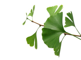Ginkgo biloba twig with foliage isolated on white