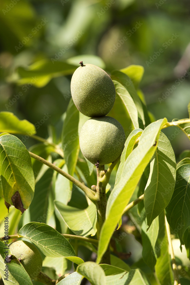 Wall mural view of two walnuts on tree