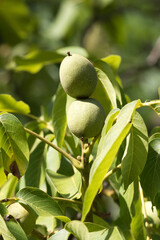 View of two walnuts on tree