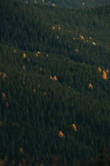 Autumn forest in the mountains with yellow trees. Several orange trees in a coniferous mountain forest. Autumn forest landscape in the mountains