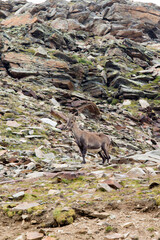 View of a Alpine ibex