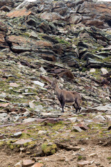 Fototapeta na wymiar View of a Alpine ibex