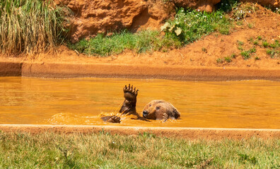 Bear having a bath