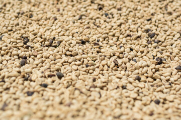 detailed view of the coffee beans drying in the sun after being threshed in the machine. coffee production process in colombia. focus on a specific zone.