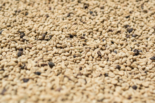 detailed view of the coffee beans drying in the sun after being threshed in the machine. coffee production process in colombia. focus on a specific zone.