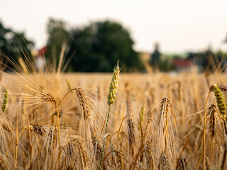 Wheat crop in a field of ripe plants. Agriculture in a rural area in Germany. Close-up of a wheat...