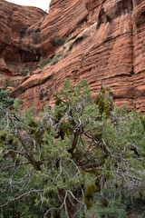 The Sinagua People of the Red Rocks