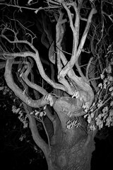 Spooky old Tree
