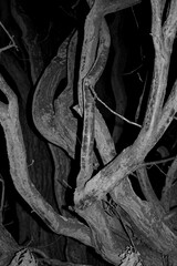 Spooky old Tree
