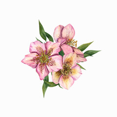 Watercolor hellebores isolated on a white background. For poster, textile design, cover, background. For Save the date, Valentine's day, birthday and mother’s day cards, wedding invitation.
