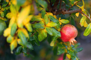 Fresh pomegranate on the tree. Selective focus.