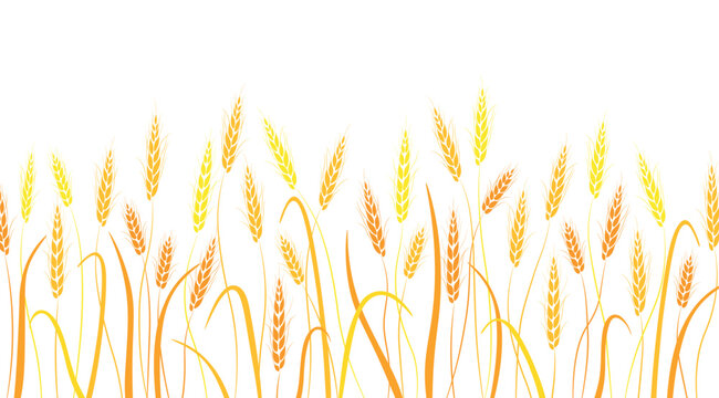 Vector illustration of beautiful ears of wheat. Silhouette of yellow wheat ready to harvest in flat style.