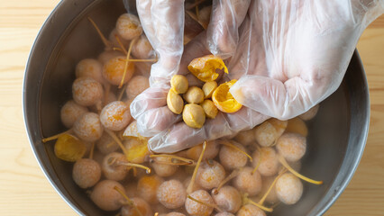 銀杏の種を取り出す