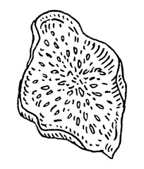 Half dry fig. Vector black vintage engraving illustration.