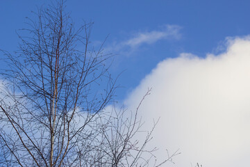 bare birch tree with cold winter sky and clouds 

