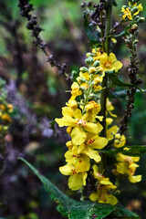 Mullein - yellow, small, autumn flowers on a bush