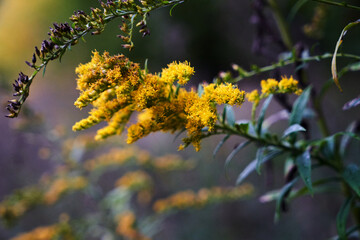 Goldenrod - yellow, small, autumn flowers on a bush