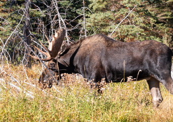 Bull Moose in the Rut in Wyomign in Autumn
