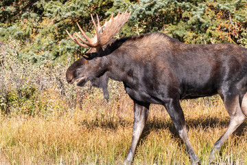 Bull Moose in the Rut in Wyomign in Autumn