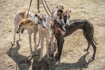 Obraz na płótnie Canvas Bunch of greyhounds waiting for their running competition. Group of English greyhound breed dogs with selective focus on heads.