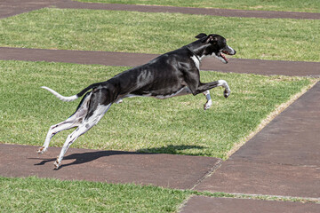 Whippet breed dog chasing a distant lure.
Very fast running medium greyhound sprinting off the...