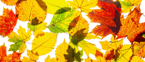 a heap of shiny autumn leaves for banner, panorama or border